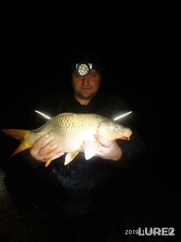 Carp — Donetska oblast, Nov 09, 2019