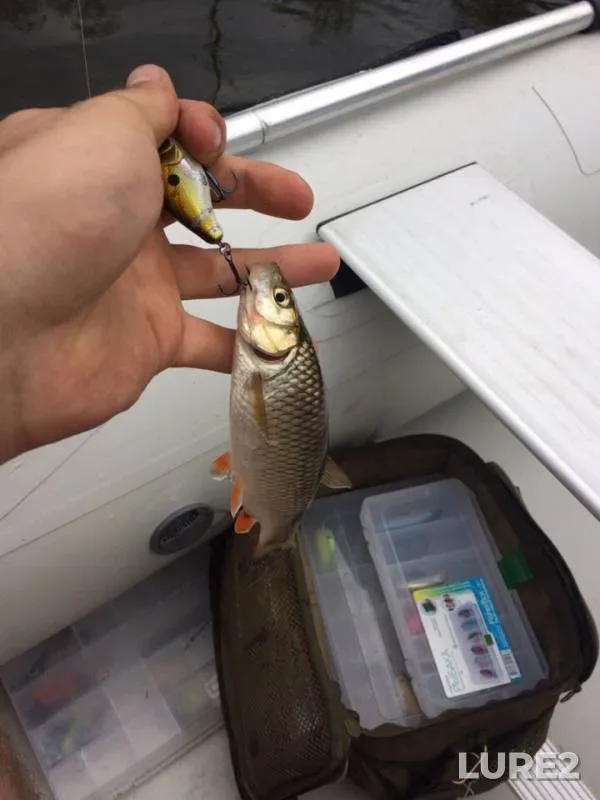 Perch, Pike — Belaya, Jul 14, 2019
