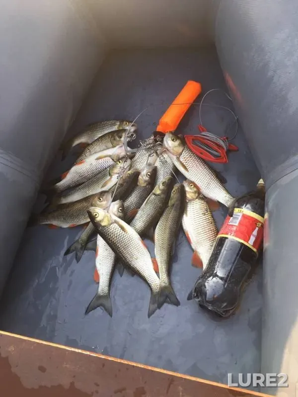 Chub, Ide — Sakmara, Jul 28, 2019