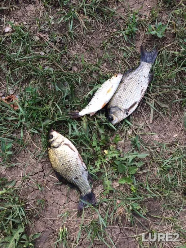 Crucian carp, Roach — Malakhovo, Jul 14, 2019