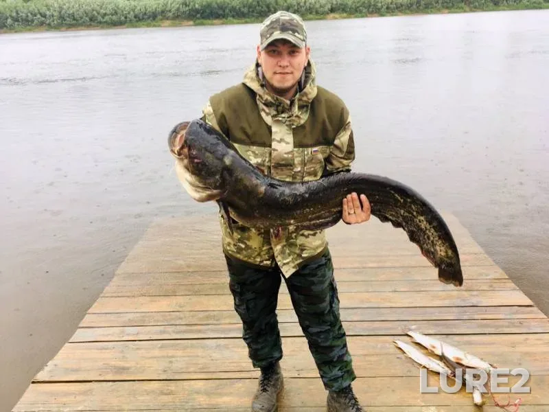 Wels catfish — Vetluga, Jul 04, 2019
