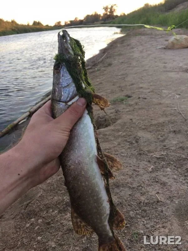 Ide, Pike — Yelek - Ilek, Jul 06, 2019