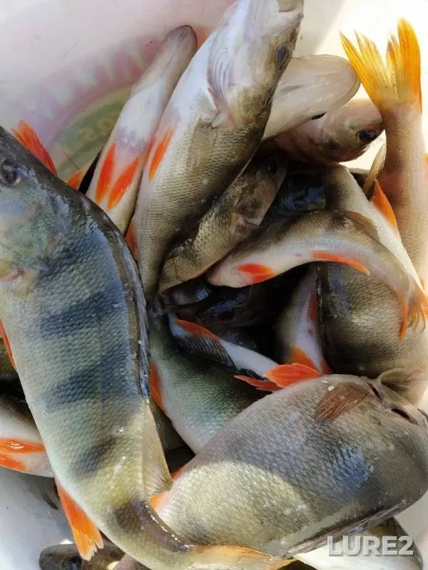 Perch — Қobda - Khobda, Oct 20, 2019
