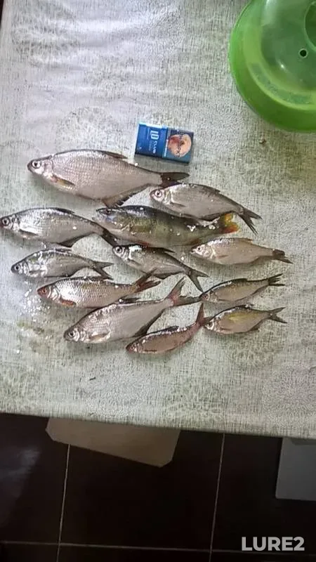 Bream, Perch — Zhayyқ - Ural, Oct 13, 2019