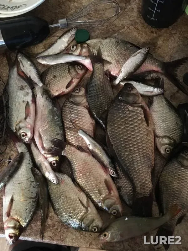Bleak, Bream — Malakhovo, Oct 06, 2019