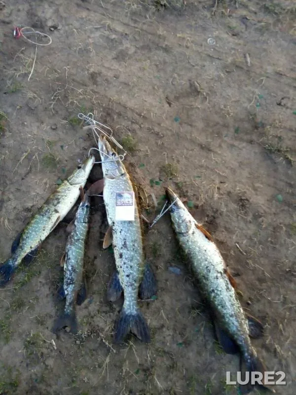 Pike — Zhayyқ - Ural, Oct 02, 2019