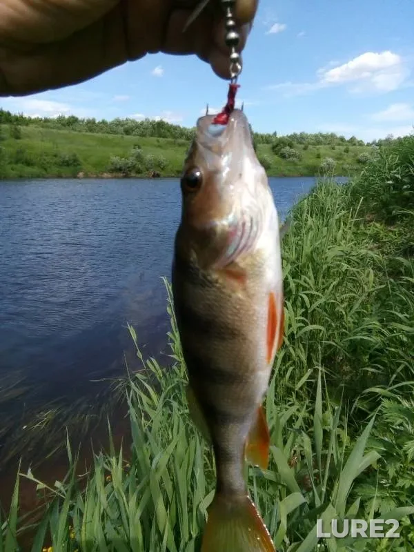 Chub, Perch — Msta, Jun 11, 2019
