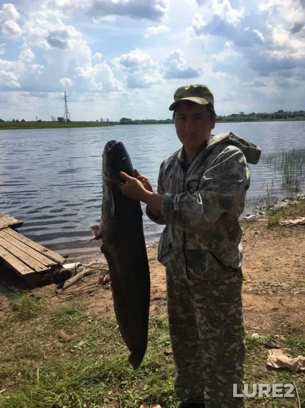Wels catfish — Lovats, Jun 10, 2019