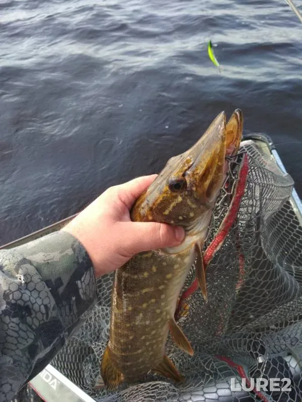 Perch, Pike — Ilmen, Jun 08, 2019