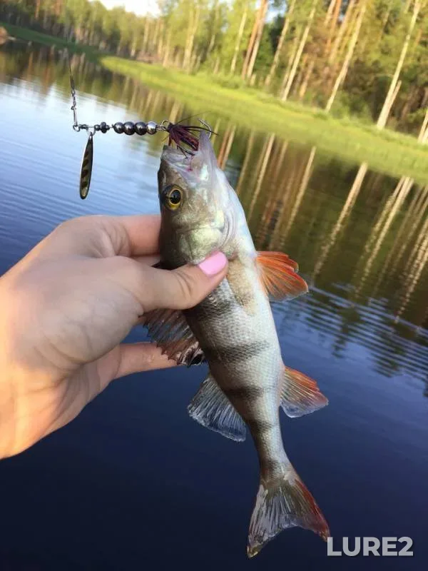 Perch — Gorodno, Jun 09, 2019