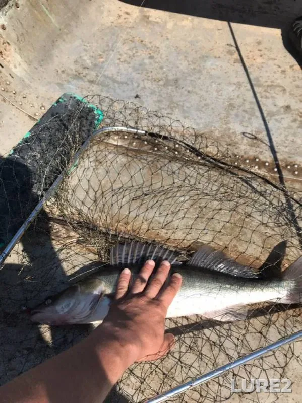 Zander — Msta, Jun 08, 2019