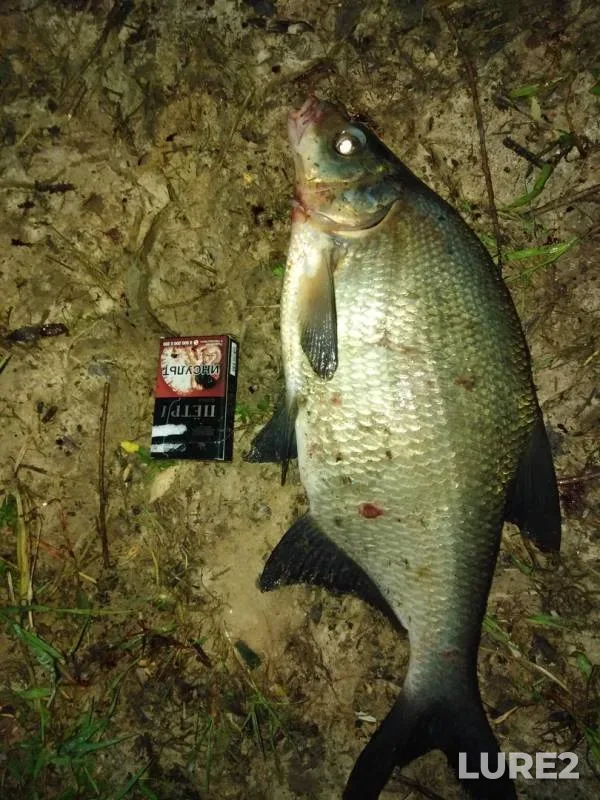 Bream — Volkhov, Jun 08, 2019