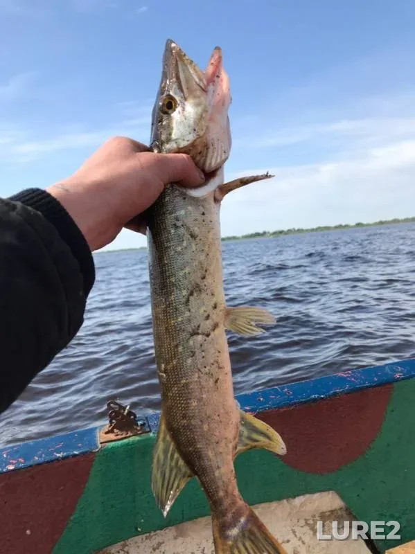 Pike — Bolshaya Gnilka, Jun 07, 2019