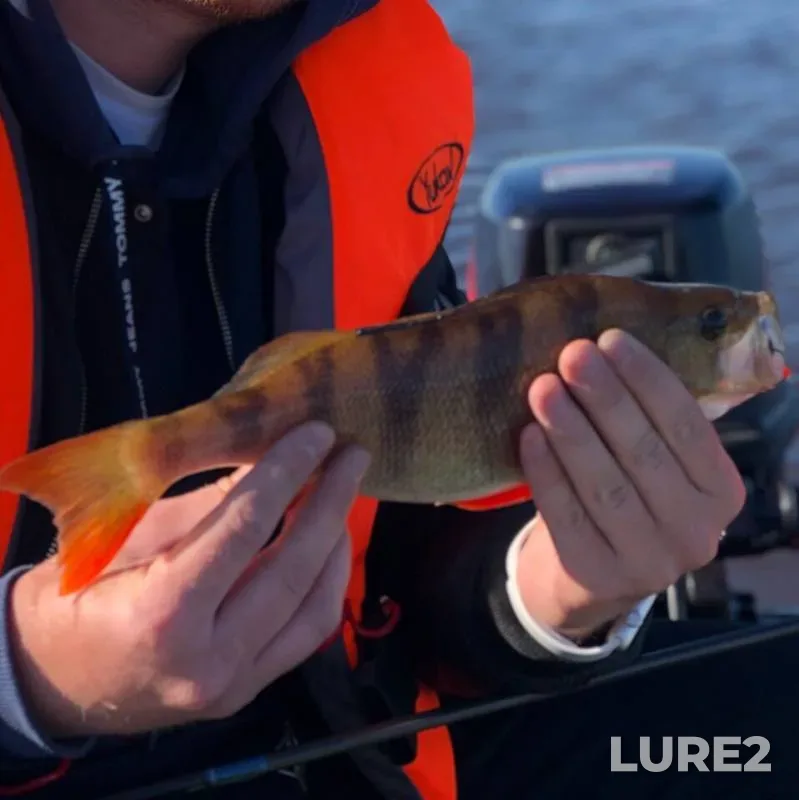 Perch — Malyy Volkhovets, Jun 06, 2019