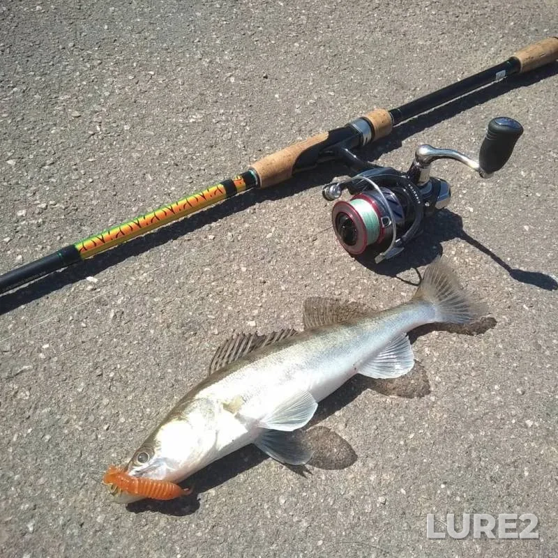 Perch, Pike — Volkhov, Jun 05, 2019