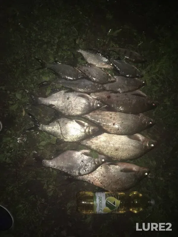 Bream — Volkhov, Jun 04, 2019