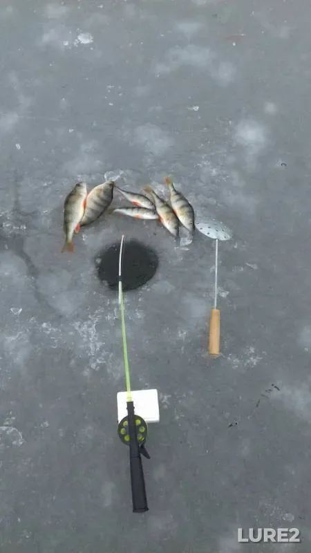 Perch — Rostovskaya oblast, Dec 05, 2018