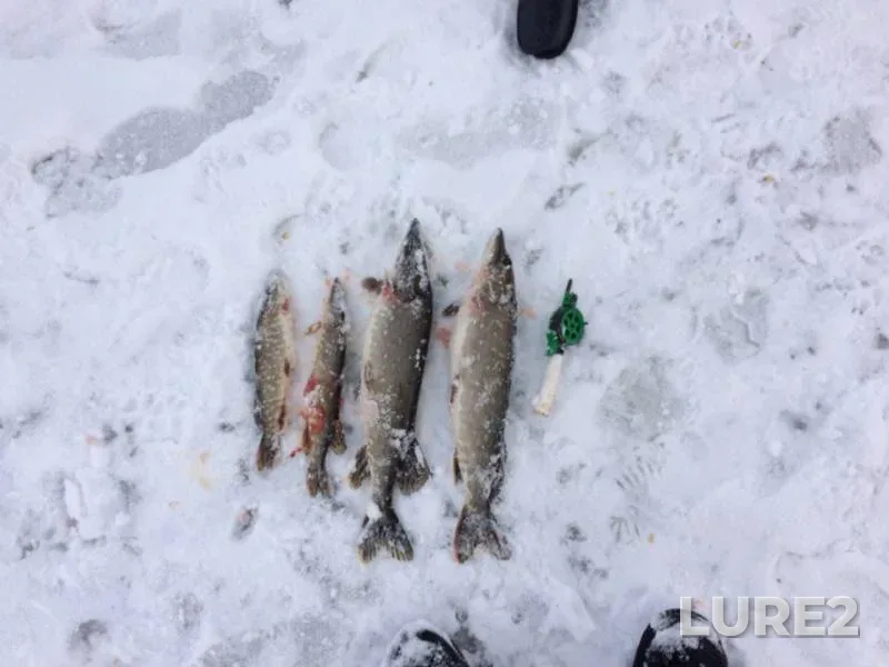 Pike — Sob, Feb 21, 2018