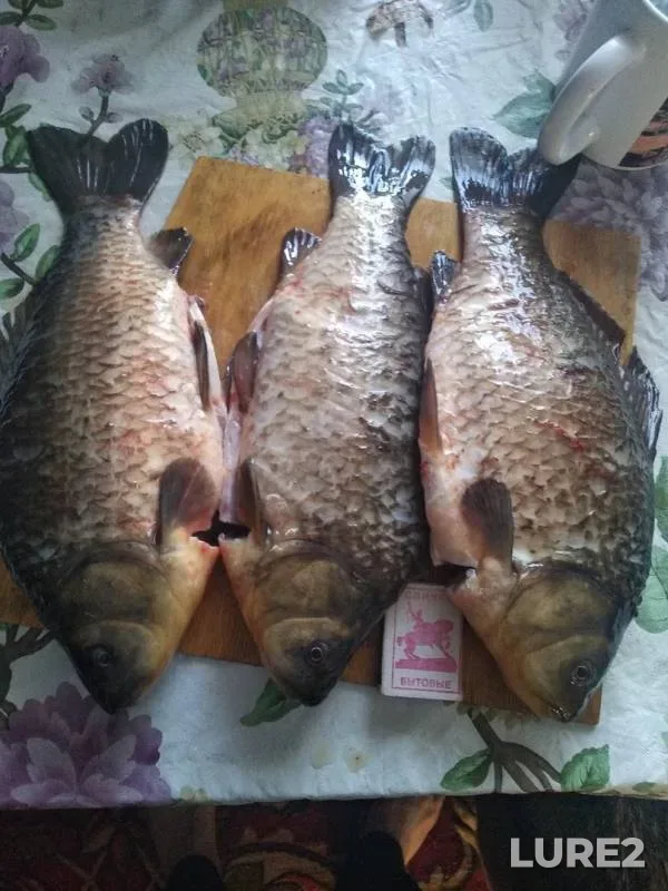 Crucian carp — Orenburgskaya oblast, Nov 28, 2019