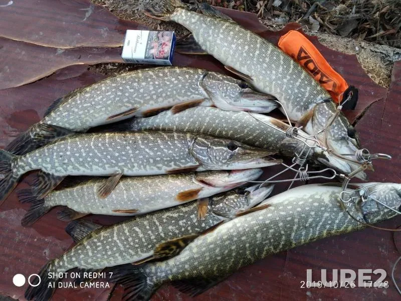 Pike — Zhayyқ - Ural, Oct 30, 2019