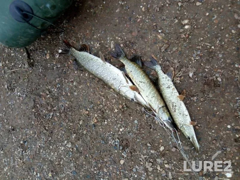 Pike — Zhayyқ - Ural, Oct 23, 2019