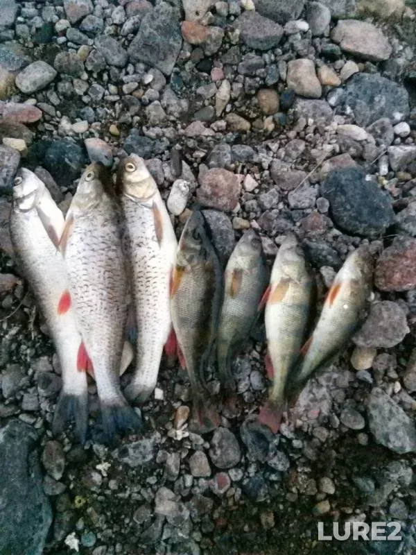 Chub, Perch — Msta, Jul 03, 2019