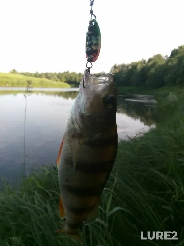 Chub, Perch — Msta, Jun 25, 2019
