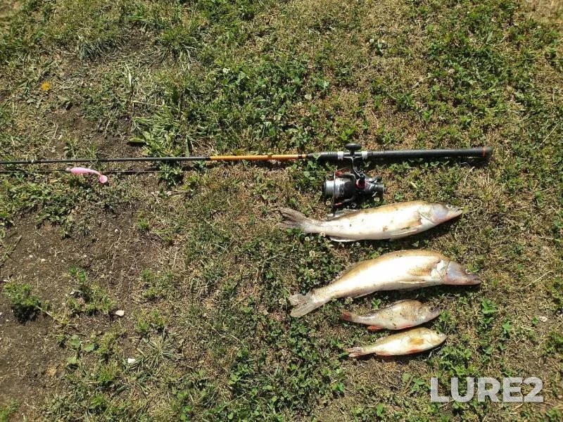 Perch, Zander — Robeyka, Jun 25, 2019