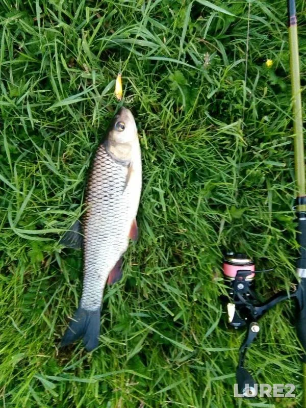 Chub — Msta, Jun 24, 2019