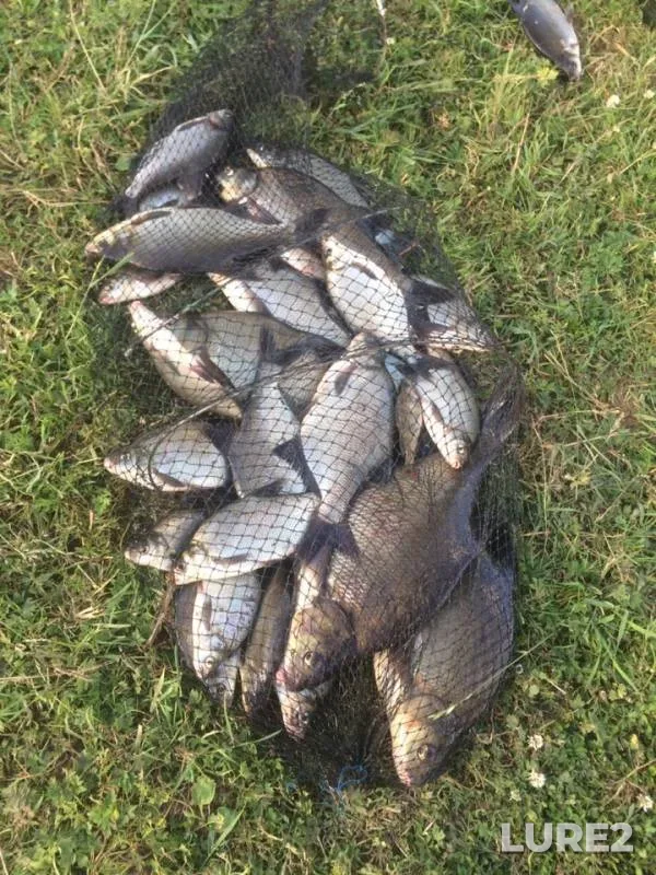 Bream — Msta, Jun 23, 2019