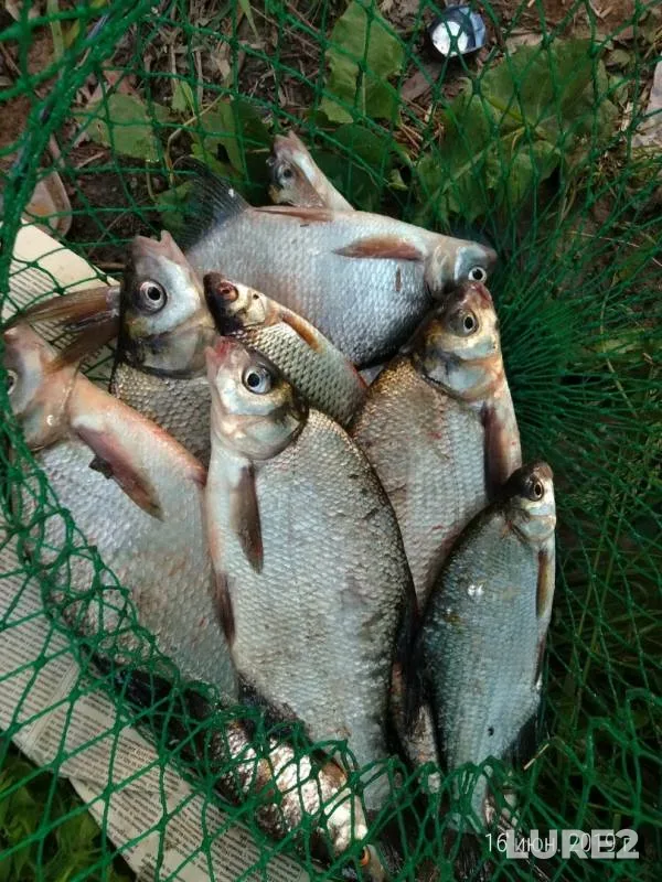 Bream, Roach — Msta, Jun 16, 2019
