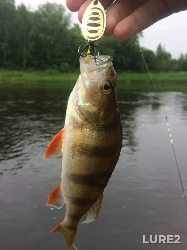Chub, Perch — Msta, Jun 14, 2019