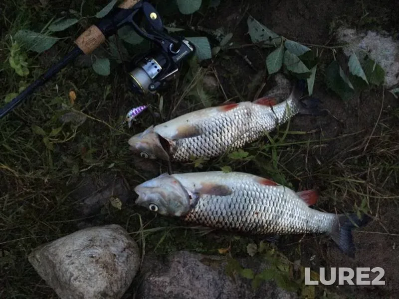 Chub — Msta, Jul 14, 2019