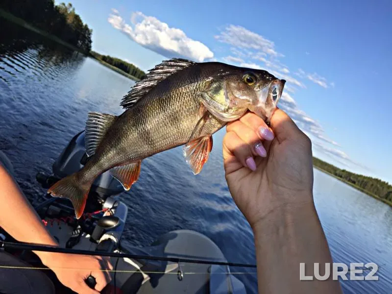 Perch — Gorodno, Jul 23, 2019