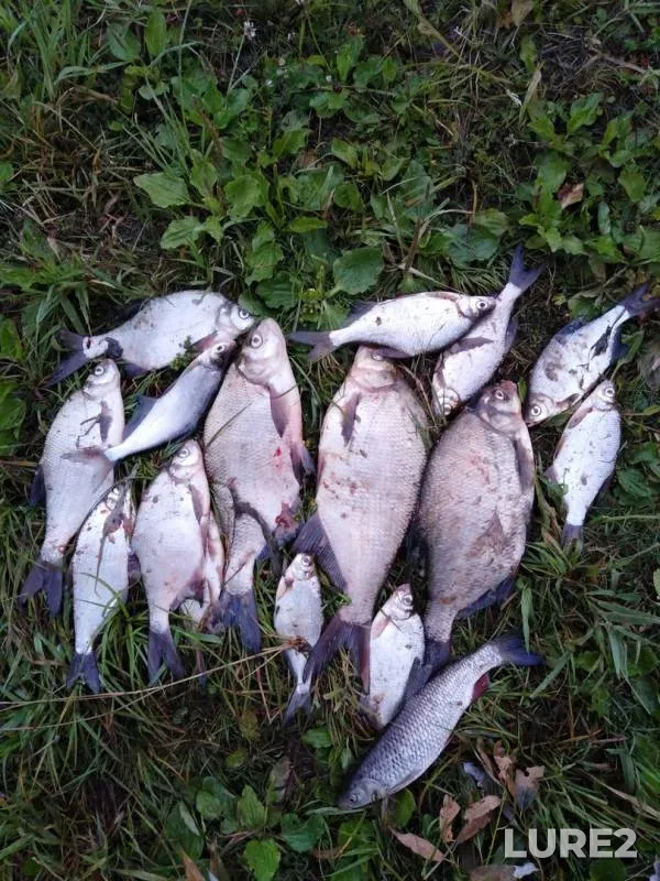 Bream, Chub — Volkhov, Jul 06, 2019