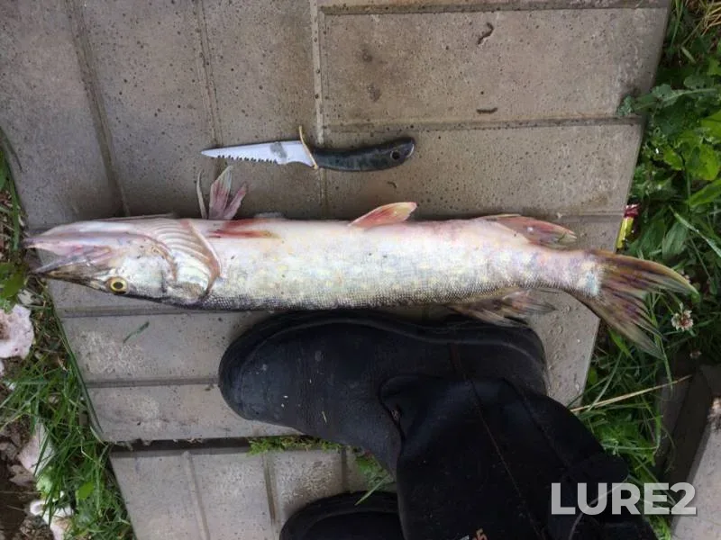 Pike — Volkhov, Jul 05, 2019