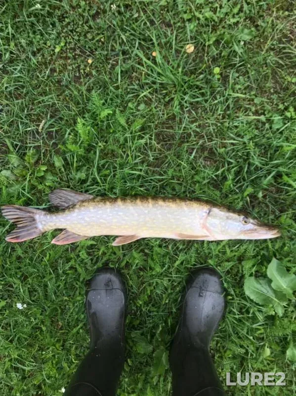 Pike — Msta, Jul 05, 2019