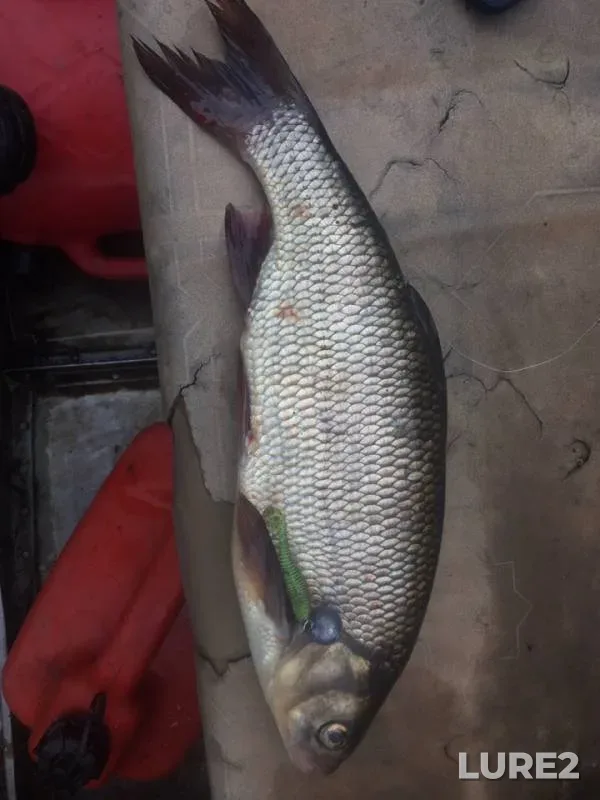 Ide, Perch — Msta, Aug 12, 2019