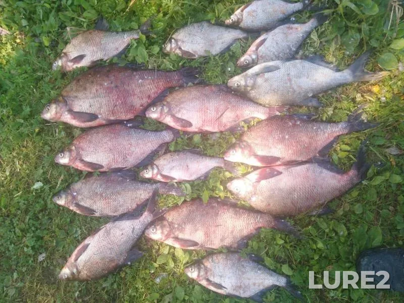Bream — Lovats, Aug 10, 2019