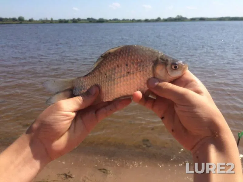 Crucian carp — Istok Volkhova, Jul 26, 2019