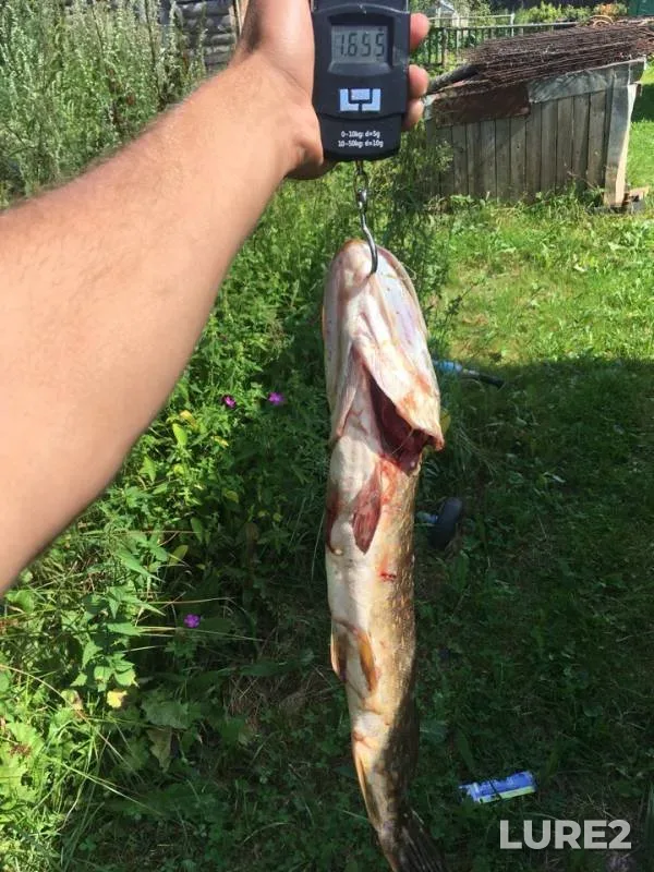 Perch, Pike — Ilmen, Jul 27, 2019