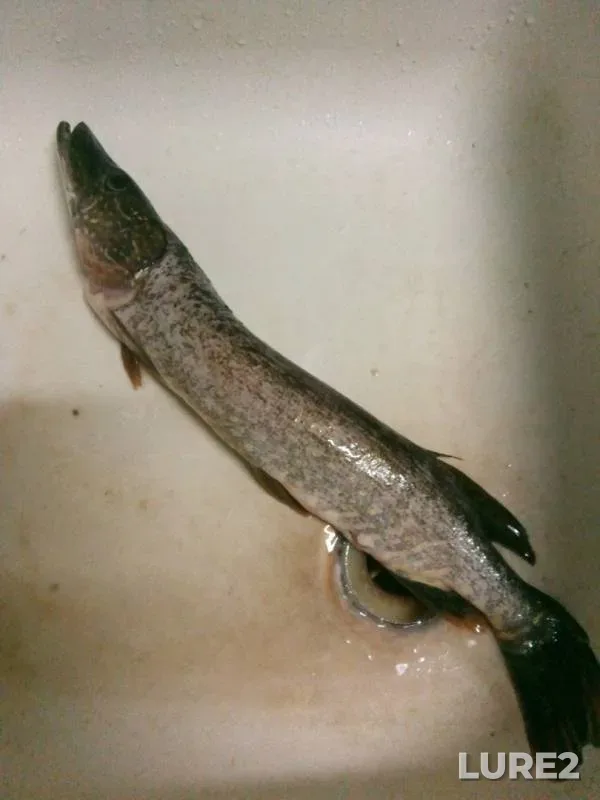 Pike — Msta, Jul 30, 2019