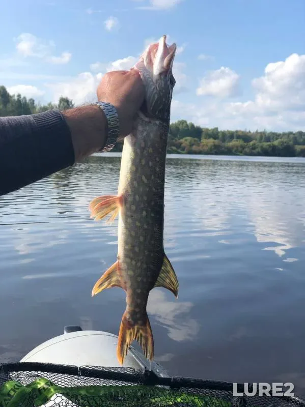 Pike — Volkhov, Sep 01, 2019