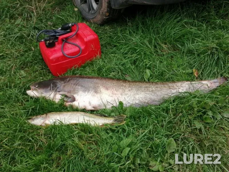 Wels catfish, Pike — Volkhov, Sep 06, 2019