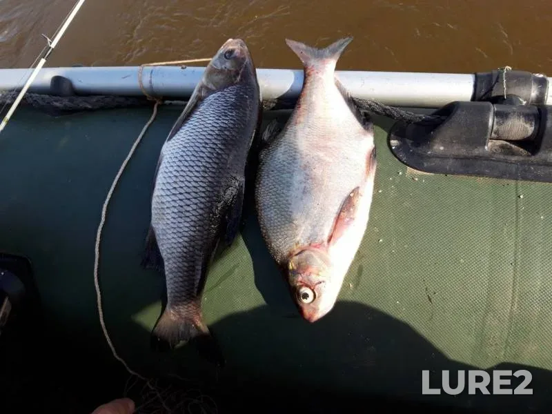 Bream, Ide — Volkhov, Sep 08, 2019