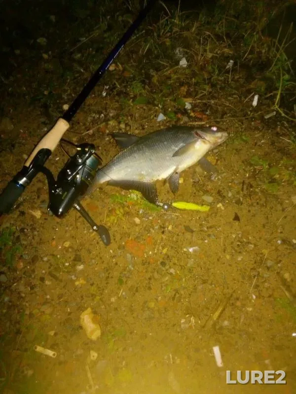 Bream — Volkhov, Sep 16, 2019