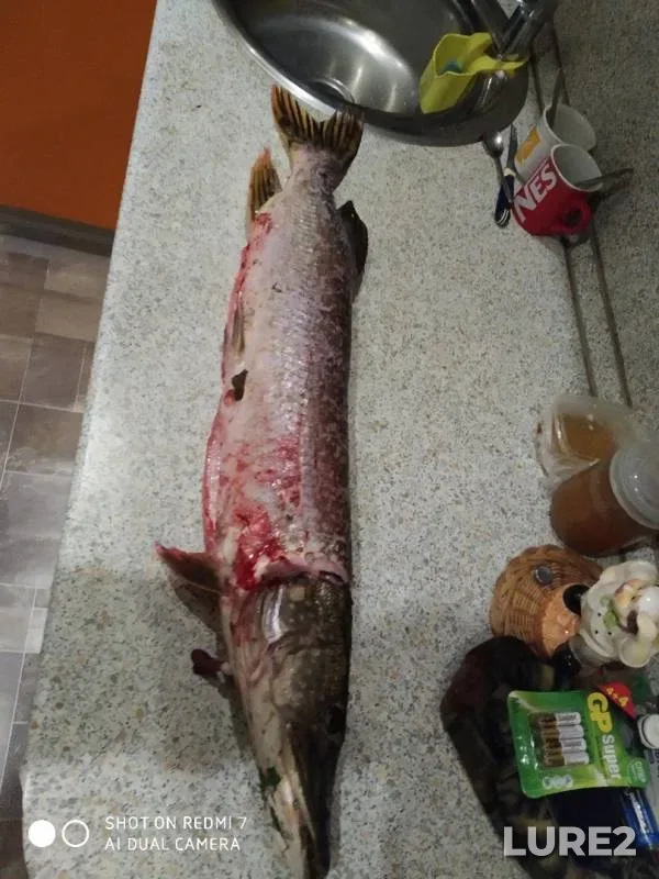 Pike — Msta, Sep 29, 2019
