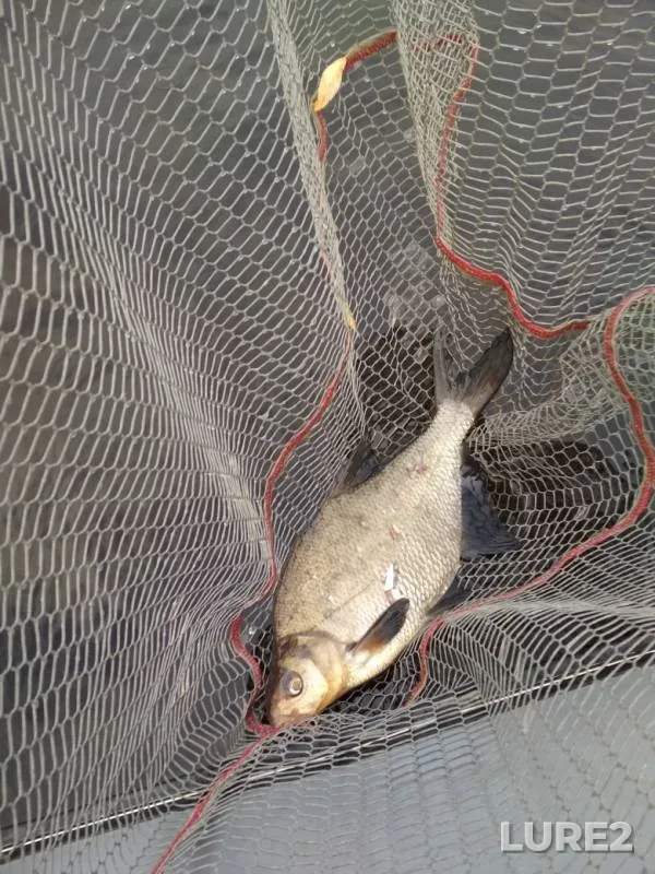 Bream — Lovats, Oct 05, 2019