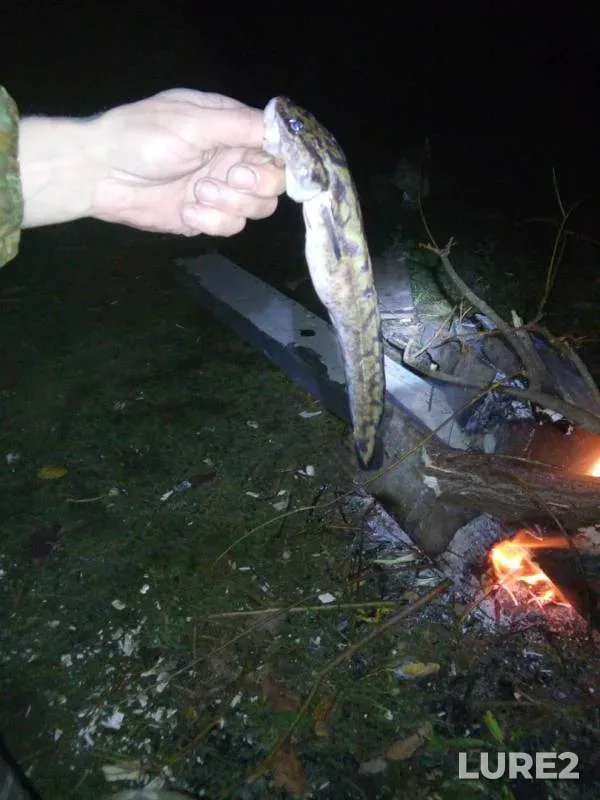 Burbot — Robeyka, Oct 15, 2019
