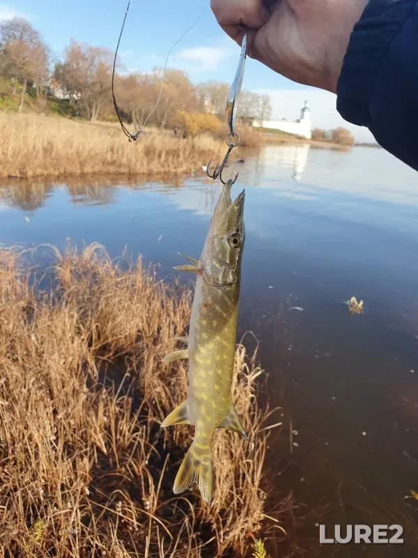 Pike — Istok Volkhova, Oct 23, 2019